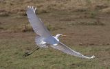 Grande aigrette