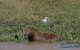 Aigrette neigeuse sur cabiaï et jacana noir