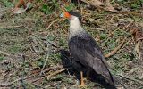 Caracara huppé