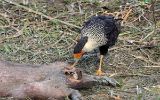 Caracara huppé et charogne de cabiaï