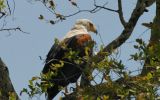 Pygargue vocifer