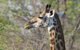 Girafe de thornicroft