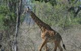 Girafe