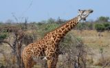 Girafe de thornicroft