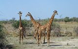 Girafes de thornicroft