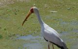 Tantale ibis