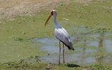Tantale ibis