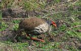 Francolin à gorge rouge