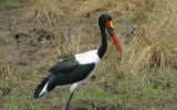 Jabiru d'Afrique