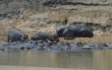 Hippopotames