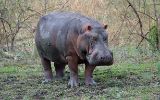 Hippopotame