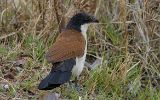 Coucal du Sénégal