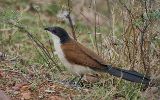 Coucal du Sénégal