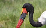 Jabiru d'Afrique