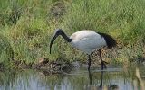 Ibis sacré