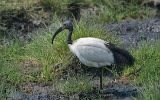 Ibis sacré