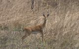 Lechwe rouge femelle ?