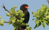 Bateleur des savanes