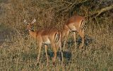 Impalas