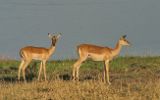 Impalas