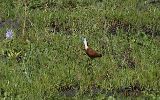 Jacana à poitrine dorée