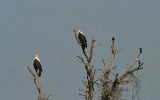Pygargues vocifer et choucadors