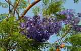 Jacaranda