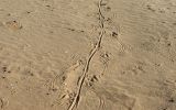 Traces de crocodile
