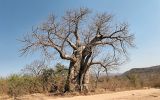 Baobab