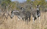 Zèbres de Burchell