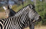 Zèbres de Burchell