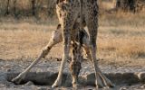 Girafe léchant un dépôt de sel