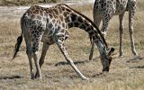 Girafe broutant
