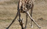 Girafe broutant