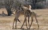 Combat de jeunes girafes