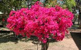 Bougainvillier