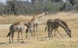Girafes broutant