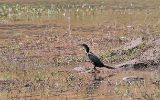 Cormoran africain