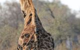 Nombreux piqueboeuf à bec rouge sur une girafe