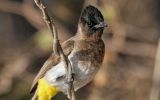 Bulbul tricolor