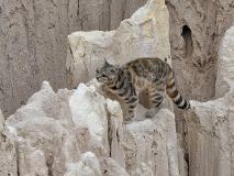 CHB13006 [Chili] Chat des Andes