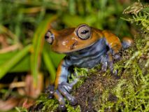 COL_3294 [Colombie] Grenouille 