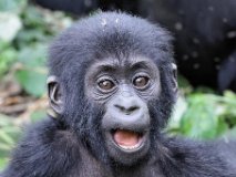 IMG_3089 [Ouganda] Bébé gorille de montagne
