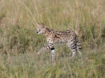 KEN_5384 [Kenya] Serval