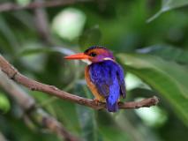 Oiseaux