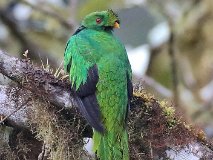 EQU_7101 [Equateur] Quetzal antisien