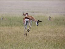 BOT_8421 [Botswana] Springbok