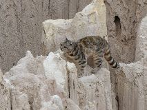 CHB13006 [Chili] Chat des Andes