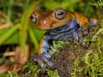 COL_3294 [Colombie] Grenouille 