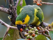 COLO8088 [Colombie] Conure à joues d'or